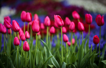 Картинка тюльпаны цветы природа