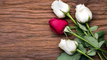 Картинка цветы розы бутоны