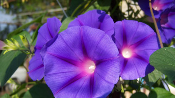 Картинка цветы вьюнки +ипомеи вьюнок