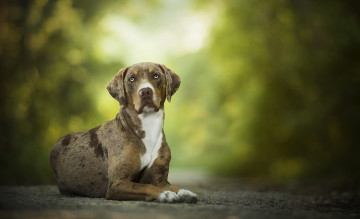 Картинка животные собаки боке pumpkin собака
