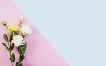 Картинка цветы эустома букет фон