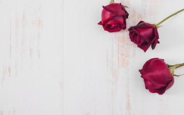 Картинка цветы розы бутоны