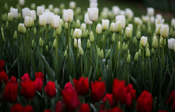 Картинка тюльпаны цветы природа
