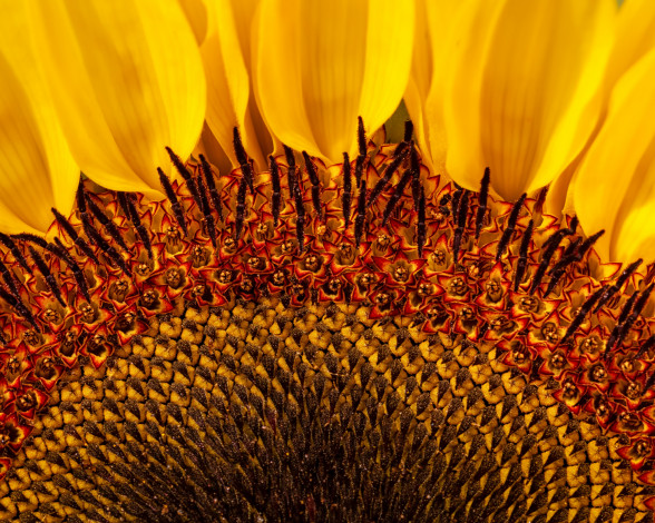 Обои картинки фото цветы, подсолнухи, макро