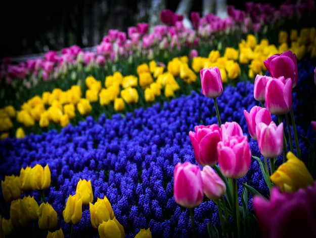Обои картинки фото тюльпаны, цветы, разные вместе, клумба, природа
