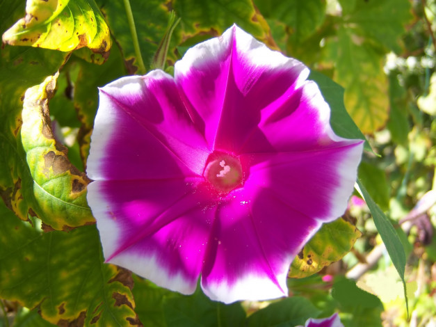 Обои картинки фото цветы, вьюнки,  ипомеи, яркий