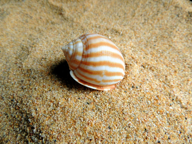 Обои картинки фото разное, ракушки,  кораллы,  декоративные и spa-камни