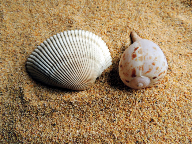 Обои картинки фото разное, ракушки,  кораллы,  декоративные и spa-камни