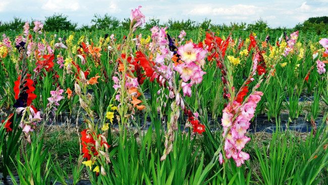 Обои картинки фото цветы, гладиолусы