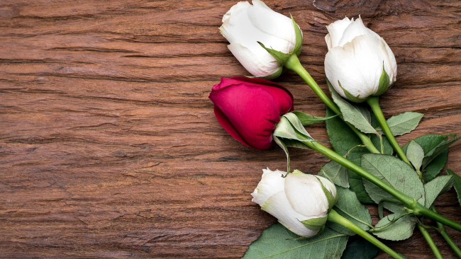 Обои картинки фото цветы, розы, бутоны