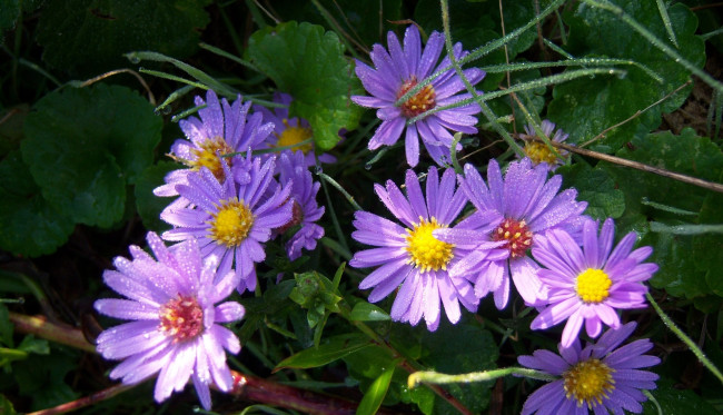 Обои картинки фото цветы, клумба