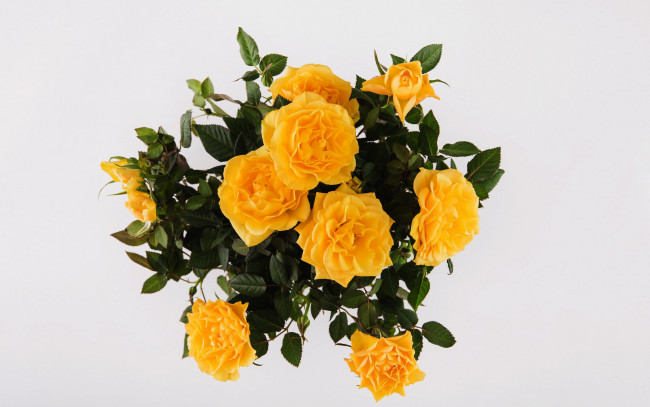 Обои картинки фото цветы, розы, букет