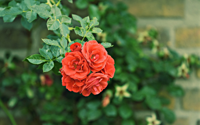 Обои картинки фото цветы, розы, ветка