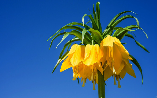 Обои картинки фото цветы, рябчики, fritillaria, imperialis