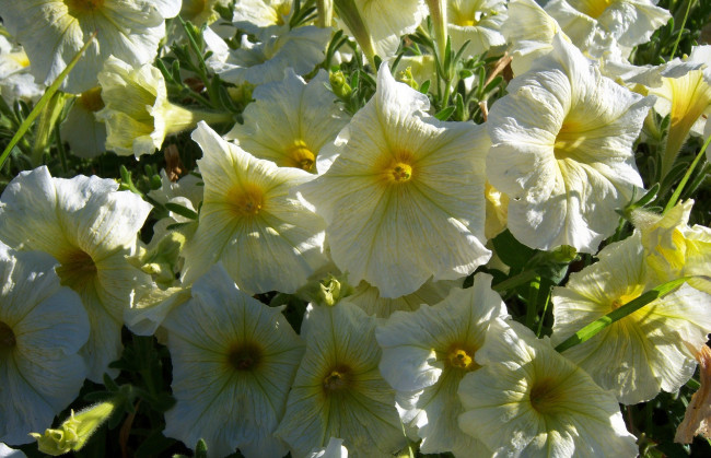 Обои картинки фото цветы, петунии,  калибрахоа, клумба