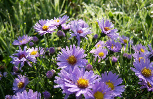 Обои картинки фото цветы, клумба