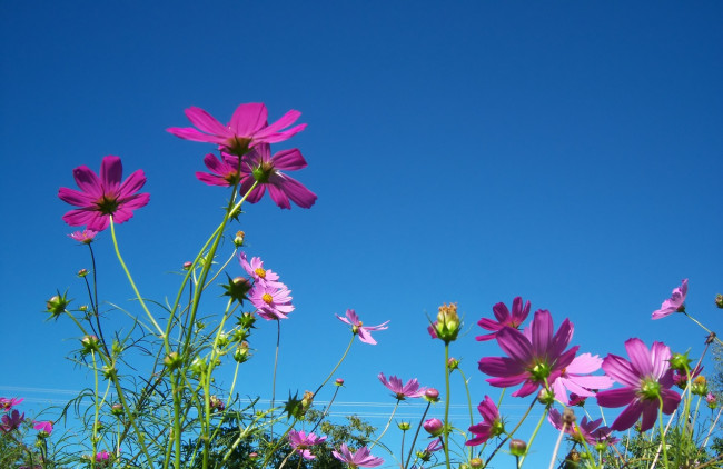 Обои картинки фото цветы, космея, клумба
