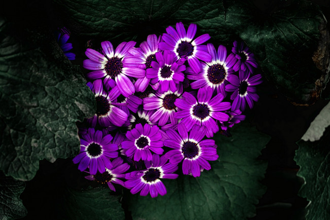 Обои картинки фото цветы, цинерария, лиловый