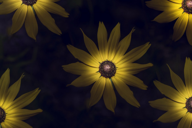 Обои картинки фото цветы, подсолнухи