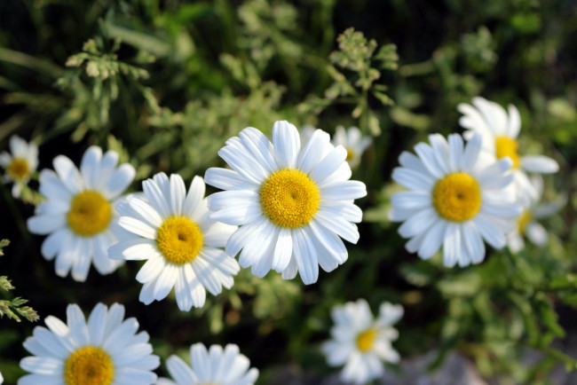 Обои картинки фото цветы, ромашки, белый