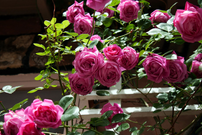 Обои картинки фото цветы, розы, куст