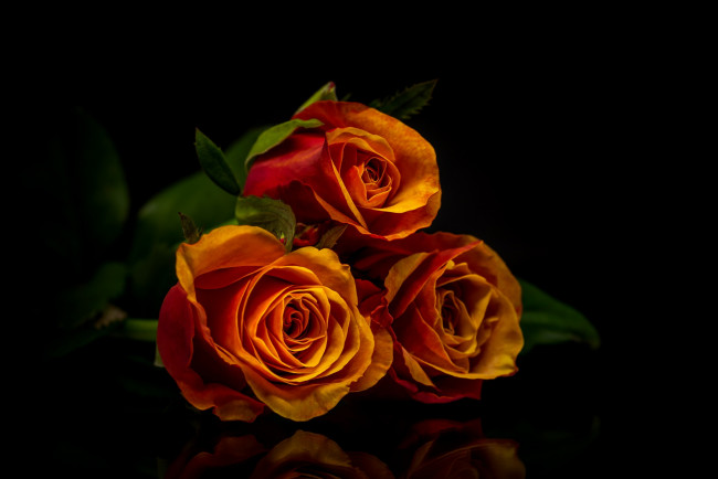 Обои картинки фото цветы, розы, отражение