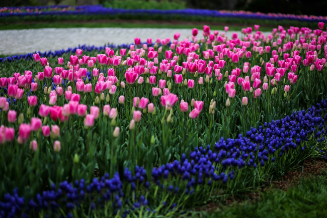 Обои картинки фото тюльпаны, цветы, разные вместе, клумба, природа