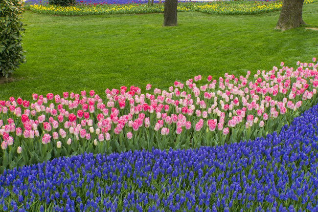 Обои картинки фото тюльпаны, цветы, разные вместе, клумба, природа