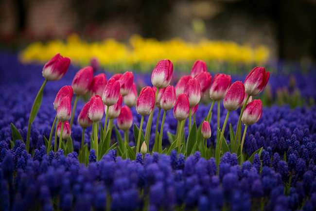 Обои картинки фото тюльпаны, цветы, разные вместе, природа, клумба