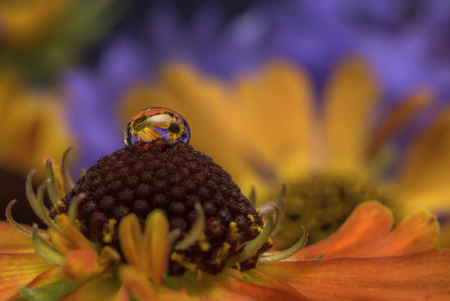 Обои картинки фото разное, капли,  брызги,  всплески, капля, макро, вода, цветок, природа