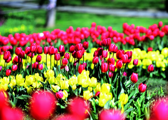 Обои картинки фото тюльпаны, цветы, природа, клумба