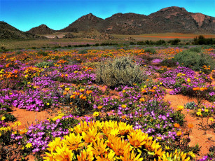 Картинка namaqua+national+park south+africa природа луга namaqua national park south africa