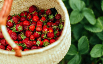 Картинка еда клубника +земляника корзинка