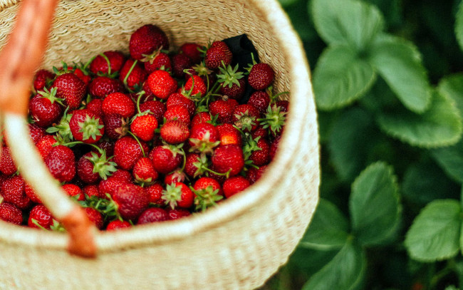 Обои картинки фото еда, клубника,  земляника, корзинка