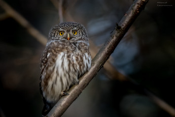 Картинка животные совы ветки природа сова птица воробьиный сыч