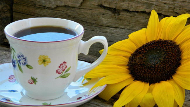 Обои картинки фото еда, кофе,  кофейные зёрна, чашка, блюдце, подсолнух