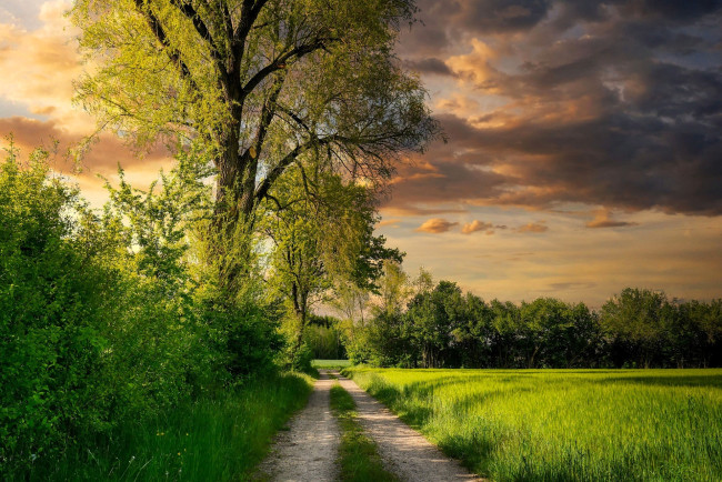 Обои картинки фото природа, дороги, деревья, кусты, дорога, поле