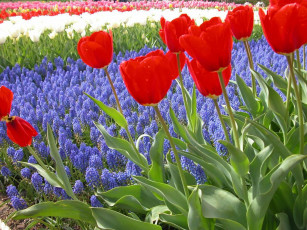 Картинка цветы разные вместе