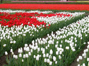 Картинка цветы тюльпаны