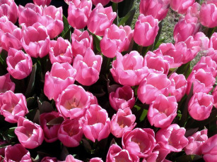 Картинка цветы тюльпаны