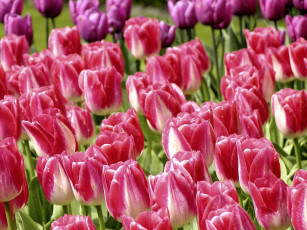 Картинка цветы тюльпаны