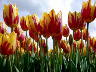 Картинка цветы тюльпаны