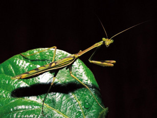 Картинка животные богомолы