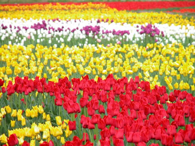 Обои картинки фото цветы, тюльпаны