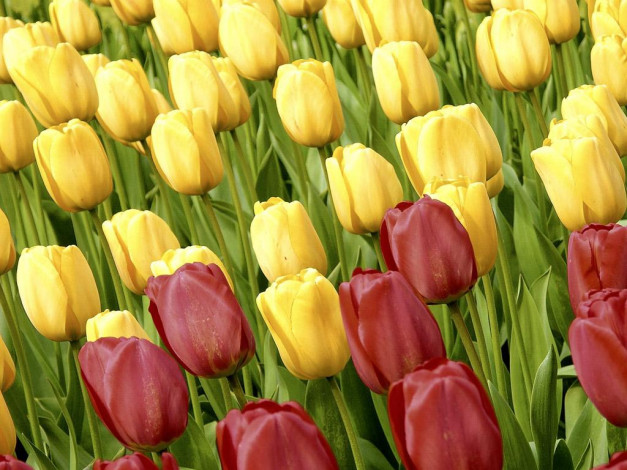 Обои картинки фото цветы, тюльпаны