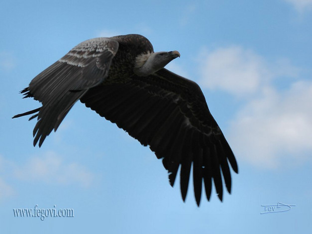 Обои картинки фото гриф, животные, птицы, хищники