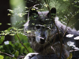 Картинка животные волки