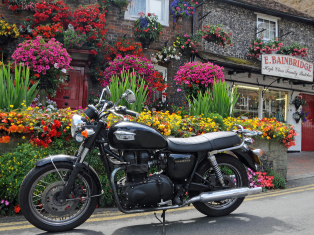 Обои картинки фото мотоциклы, triumph