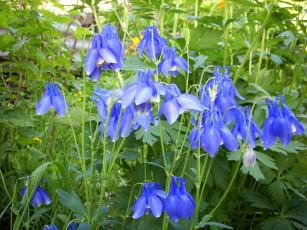 Картинка цветы аквилегия водосбор