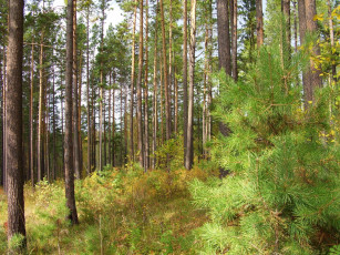 Картинка природа лес